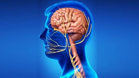 العصب الخامس