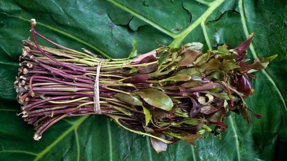 القات اليمني