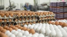 سعر كرتونة البيض اليوم